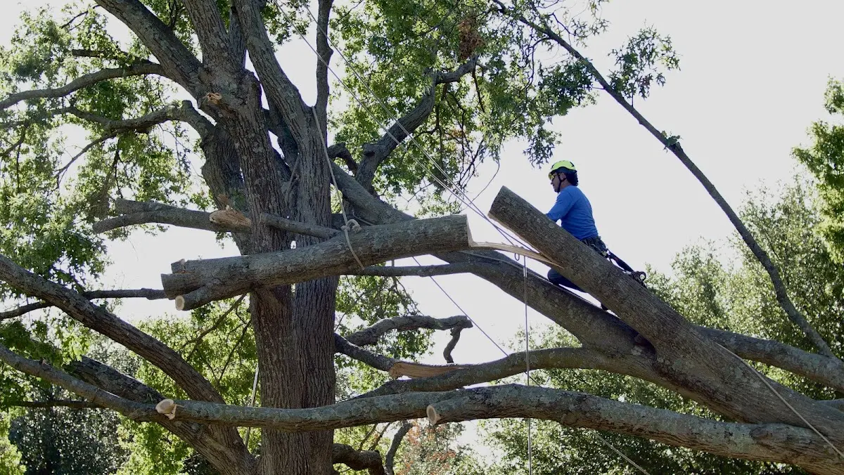 Professional Hazardous Tree Removal performed by certified arborists in Dante