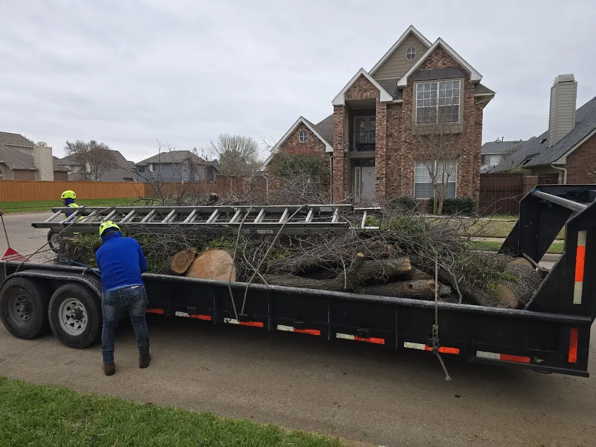 Expert Tree Removal with proper safety equipment in Dante